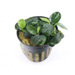 Anubias Nana Petite - Live Freshwater Plant