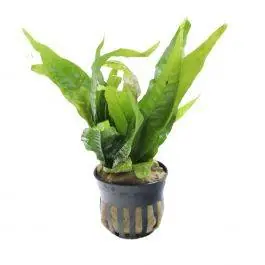Java Fern - Microsorium Pteropus (Large) - Live Freshwater Plant