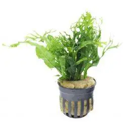Java Fern 'Windelov' - Live Freshwater Plant
