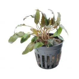 Cryptocoryne Wendtii Brown - Live Freshwater Plant