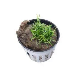 Cryptocoryne Parva - Live Freshwater Plant
