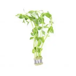 Moneywort (Bacopa Monnieri) - Live Freshwater Plant
