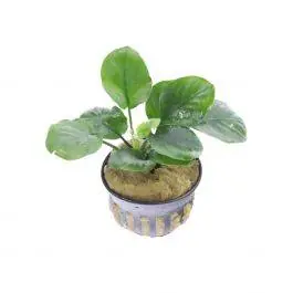 Anubias Barteri Round (Golden Coin) - Live Freshwater Plant