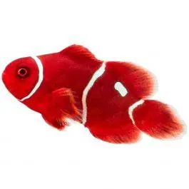 ORA Gold Dot Maroon Clownfish
