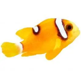 ORA Deluxe Clarkii Clownfish