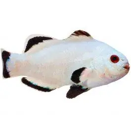 ORA Snow Storm Ocellaris Clownfish