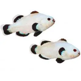 ORA Snow Storm Ocellaris Clownfish (Pair)