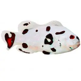 ORA Hail Storm Ocellaris Clownfish