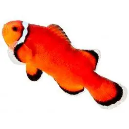 ORA Extreme Misbar Ocellaris Clownfish