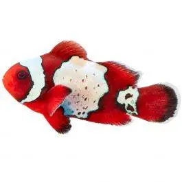ORA LuxLightning Maroon Clownfish