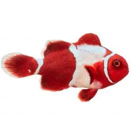 ORA Premium Goldflake Maroon Clownfish