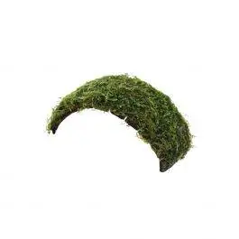Java Moss on Coconut Shell Bridge - Live Freshwater Plant