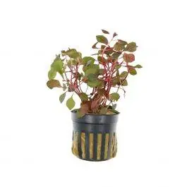 Ludwigia Super Red - Live Freshwater Plant