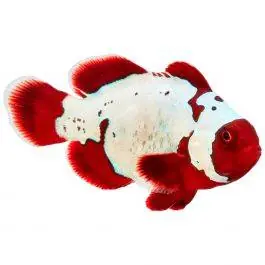 ORA Thunder Maroon Clownfish
