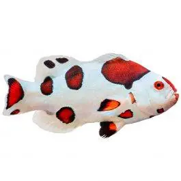 ORA Hybrid Storm Clownfish