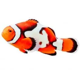ORA Nebula Picasso Clownfish