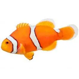 ORA Misbar True Percula Clownfish
