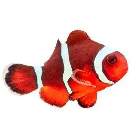 ORA Misbar Blood Orange Clownfish
