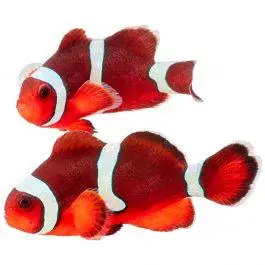 ORA Misbar Blood Orange Clownfish (Pair)