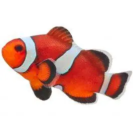 ORA Misbar Caramel Ocellaris Clownfish