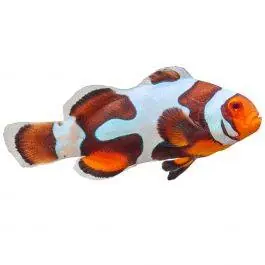 ORA Black Picasso Percula Clownfish