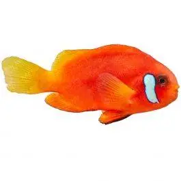 ORA Naked Cinnamon Clownfish with Dots