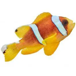 ORA Red Sea Two Band Clownfish
