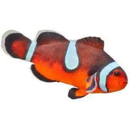 ORA Misbar Fancy Ocellaris Clownfish