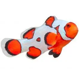 ORA Premium Gladiator Ocellaris Clownfish