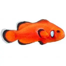 ORA Naked with Dots Ocellaris Clownfish