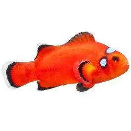 ORA Triple Dot Ocellaris Clownfish