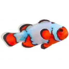 ORA Premium Snowflake Ocellaris Clownfish