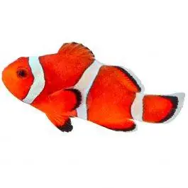 ORA Stubby Ocellaris Clownfish