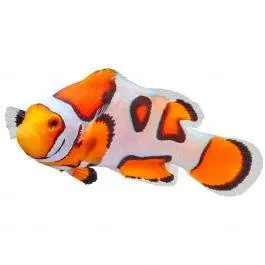 ORA Premium Picasso Percula Clownfish
