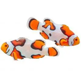 ORA Premium Picasso Percula Clownfish (Pair)