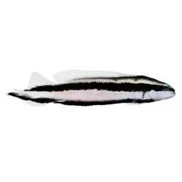 ORA Striped Dottyback