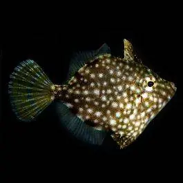 ORA White Spotted Pygmy Filefish