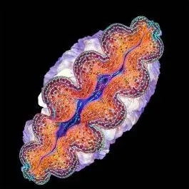 ORA Gold Crocea Clam - 1.25"