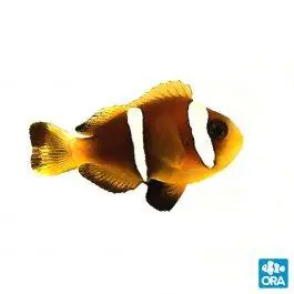 ORA Oman Clownfish