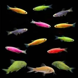 The Quick Collection | GloFish® Fluorescent Fish