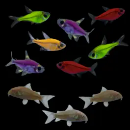 The Flashy Collection | GloFish® Fluorescent Fish