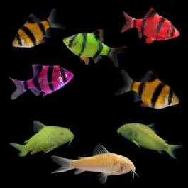 The Striking Collection | GloFish® Fluorescent Fish