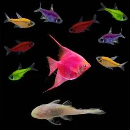 Angel Water Collection | GloFish® Fluorescent Fish
