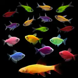Large Community Collection | GloFish® Fluorescent Fish