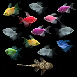 The Finned Collection | GloFish® Fluorescent Fish