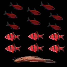 Scarlet Collection | GloFish® Fluorescent Fish