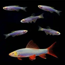 Blues Collection | GloFish® Fluorescent Fish