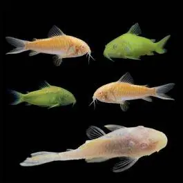 Bottom Feeder Collection | GloFish® Fluorescent Fish