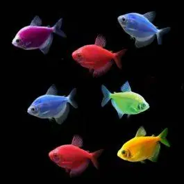 Color Splash Short-Fin Tetra Collection | GloFish® Fluorescent Fish