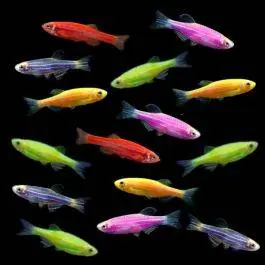 Color Splash Danio Collection (15ct) | GloFish® Fluorescent Fish